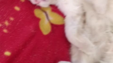 So cute kitten love sleeping