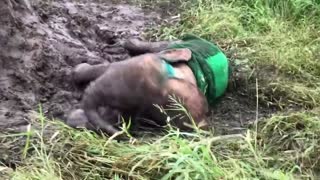 Cute Albino Baby Elephant Recovers From Snare Ordeal