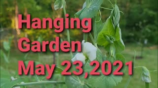 HANGING GARDEN MAY 23,2021