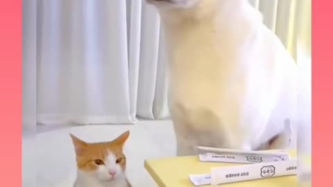 Funny cat and dog 🐕 funny 🤣😂