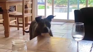 Watch how this dog reacts when everybody starts whistling