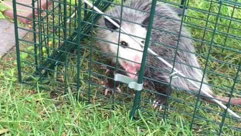 Caught a possum