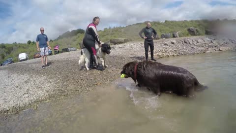 Newfoundland Dog Rescue Training