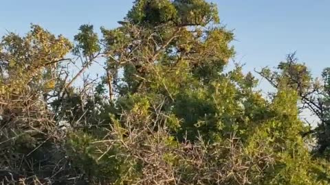 Enormous Rattler Rests atop Tree Branch