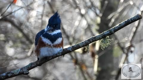 Belted kingfisher coughs up a pellet