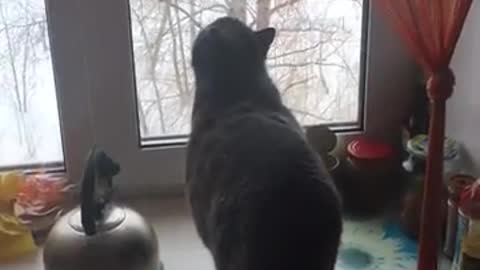Clever cat has seen a Ghost where there is none purrs