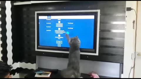 Cat playing with Video Game
