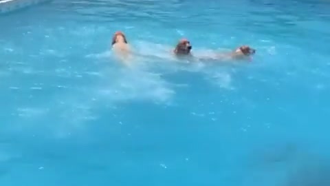 THREE PUPPY'S JUMP IN TO THE POOL.mp4