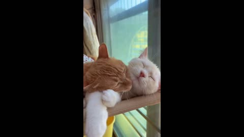 Adorable Cute Cats Video