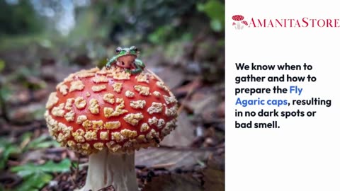 Buy Quality Dried Amanita Muscaria (Fly Agaric) for Sale