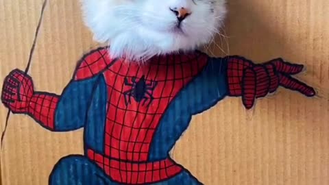 super hero cat