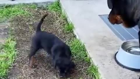 Puppy Rottweiler playing with his mother lovely