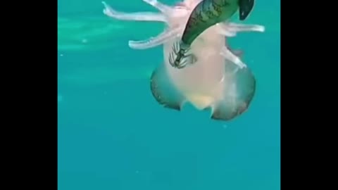 What a squid looks like when it's hunting
