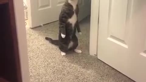 very funny cat takes a look