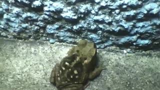 Sapo fica parado na calçada perto da parede numa noite fria [Nature & Animals]