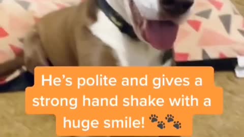 Furbaby Following his Owner instructions. this is so adorable 😍
