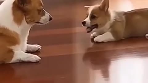 Super Cute Dog! Cute and Funny Dog Video