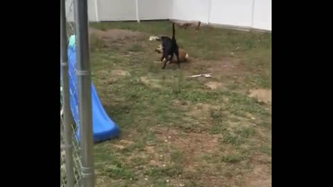 Crazy Jumping Dogs