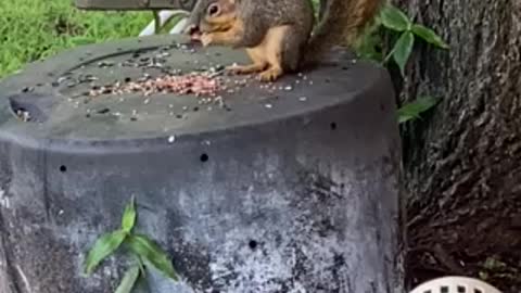 Mr. Squirrel wants all the bird food