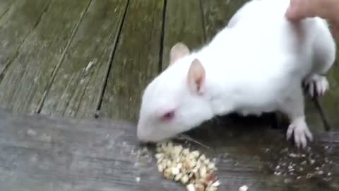 London homeowner feeds and strokes extremely rare albino squirrel