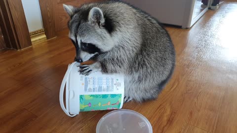 Raccoon looks for almonds by putting his face in the container to eat them.