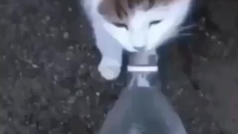 funny cat drinking water haha