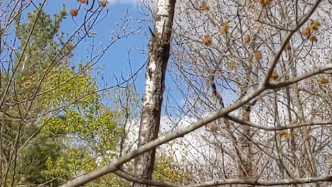 Small Woodpecker Sticking Its Head Into A Tree