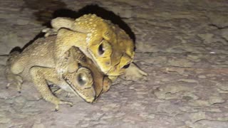 What are the toads doing
