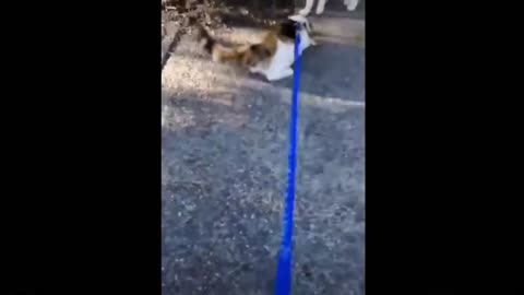 Funny animals funny dogs funny cats funny videos