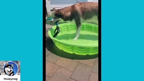 Funniest Husky Compilation 2021