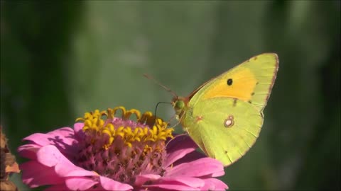 Butterfly flying on flower