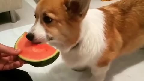 Corgi dog trying watermelon for the first time
