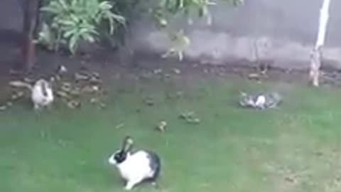 Two Rabbits and one cat are playing toghater