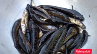 Fish || Fish Market in Bangladesh