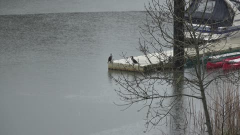 Cormorants in the Rain