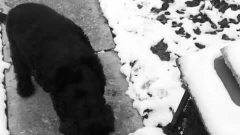 Dog catches snowball in mouth - slow mo