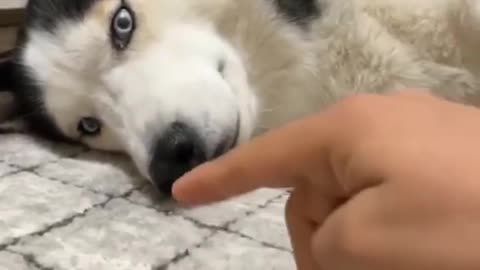 Funny Lazy Husky Does not want to be Bothered - cute husky laying