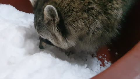 Raccoon who loves snow plays with his hands digging into it.