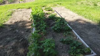 Growing potatoes and sweet potatoes in a Mittleider garden tips and tricks