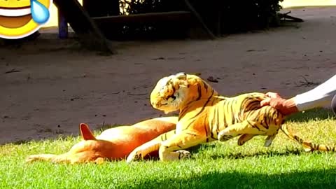 fake tiger prank dog 2021,Wow!!! Fake Tiger Prank Dog So Funny Prank | P57