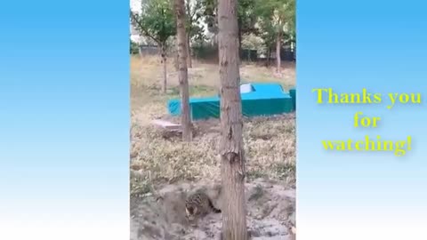 🐯 Funniest Animals 🐧 - Try Not To Laugh 😁 - Funny Domestic And Wild Animals' Life (360p)