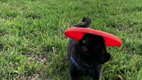 Black dog red frisbee running on grass