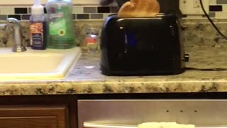 Cat Gets Startled By The Toaster