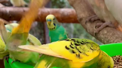 Cockatoos and Budgies