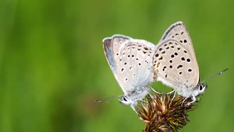 Butterflies Greenish Blues Mating Aricia Saepiolus