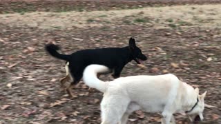 Dog Protecting Home