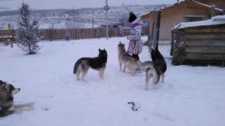 Husky jumping