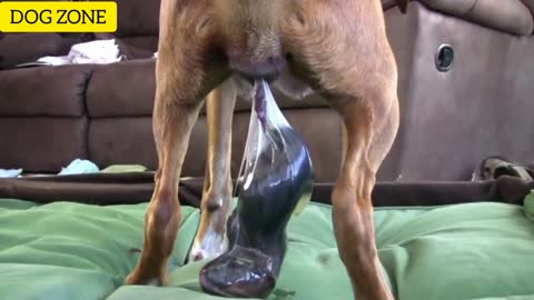 Wow!!!! Dog Has Amazing Birth While Standing