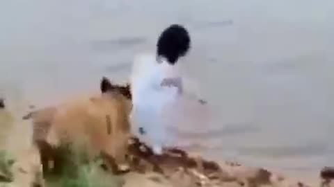 Brave dog's video
