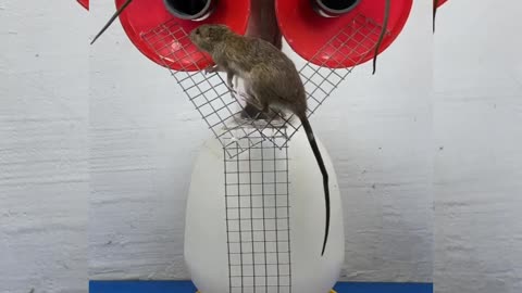 Bucket Mouse Trap 🐭🐀 Good idea Mouse Trap 🐭🐀 Best mouse Rat Trap